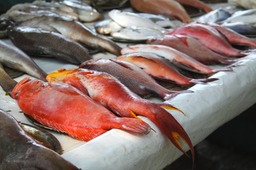 fish market  kerala by northerneye-d30udz3